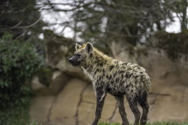 Benekli sırtlan (Crocuta crocuta)