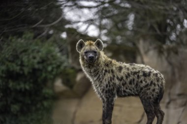 Benekli sırtlan (Crocuta crocuta)