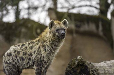 Benekli sırtlan (Crocuta crocuta)