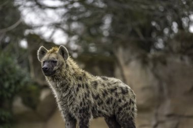 Benekli sırtlan (Crocuta crocuta)