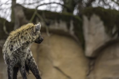 Benekli sırtlan (Crocuta crocuta)