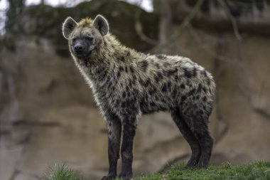 Benekli sırtlan (Crocuta crocuta)