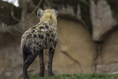 Benekli sırtlan (Crocuta crocuta)