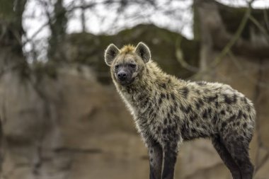Benekli sırtlan (Crocuta crocuta)