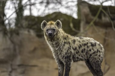 Benekli sırtlan (Crocuta crocuta)