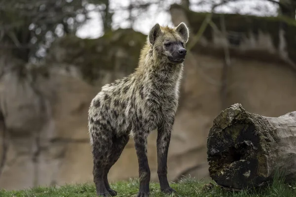 Benekli sırtlan (Crocuta crocuta)
