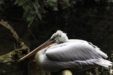 Dalmaçyalı Pelikan