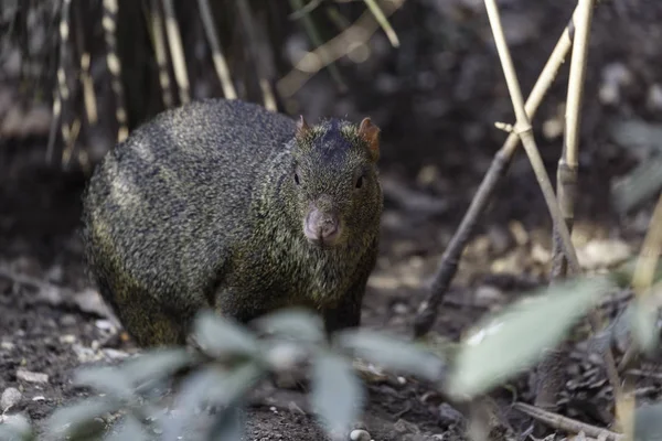 Azara 's agouti — Fotografia de Stock