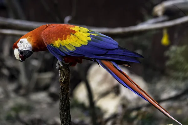 Scarlet papoušek — Stock fotografie