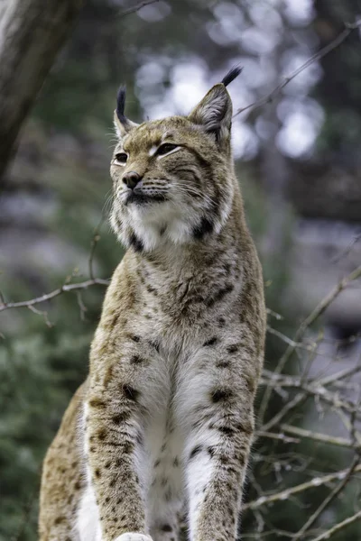 欧亚山猫 — 图库照片