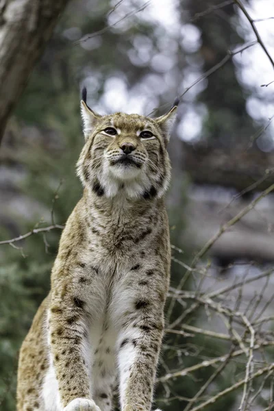 The Eurasian lynx — Stock Photo, Image