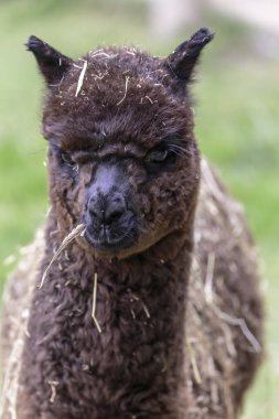  Alpaka (Vicugna Paços)