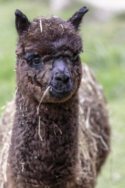  Alpaka (Vicugna Paços)