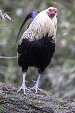 Hollandalı ufak tefek besi