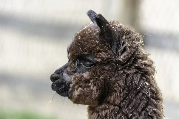 Alpaca (Vicugna pacos) — Fotografia de Stock