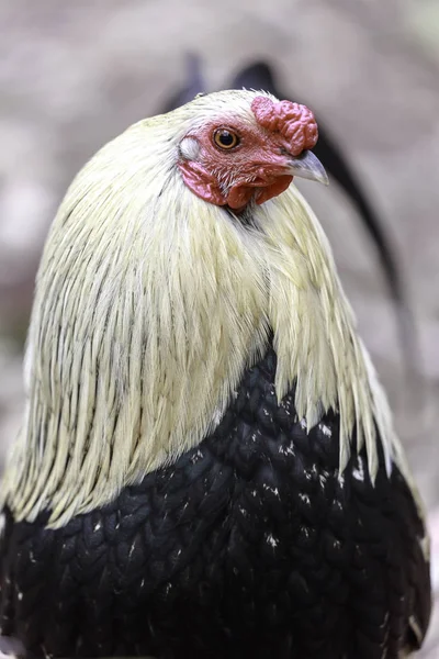 Pullet holandés Bantam —  Fotos de Stock