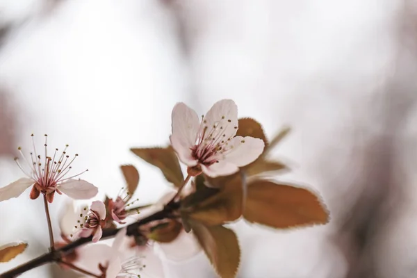 Sakura çiçekleri.