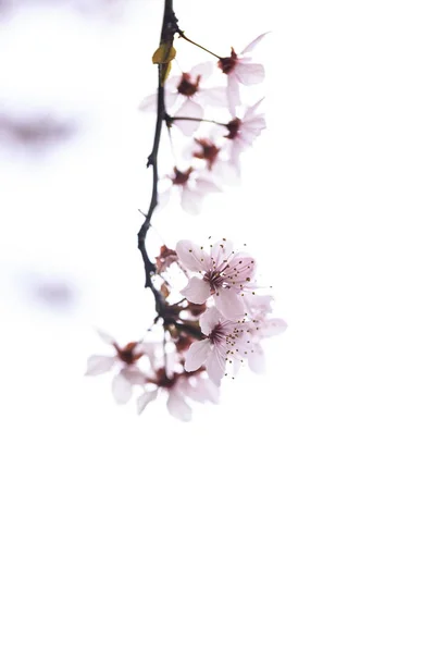 Sakura flowers hi key — Stock Photo, Image