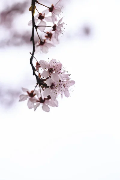 Sakura flowers hi key — Stock Photo, Image