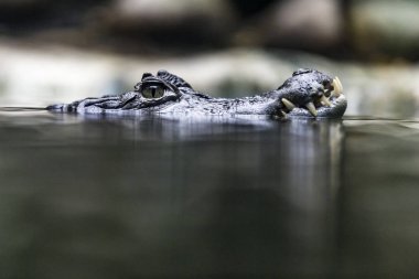 Gözlüklü caiman gölet üzerinde