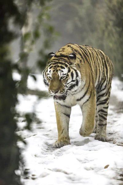 Mandzsúriai tigris — Stock Fotó