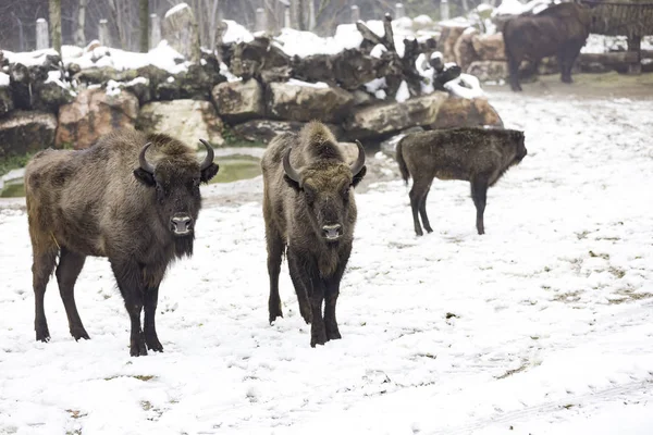 El bisonte europeo —  Fotos de Stock