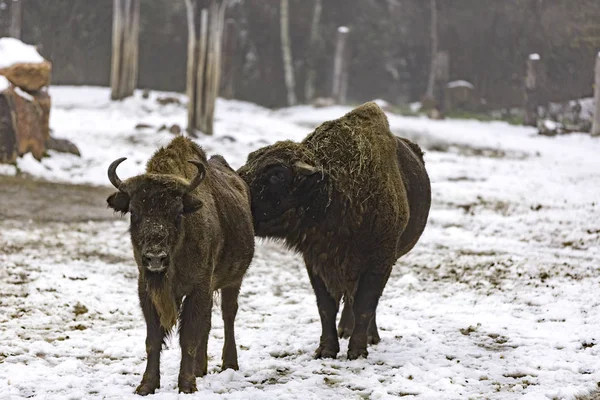 Η Ευρωπαϊκή bison — Φωτογραφία Αρχείου