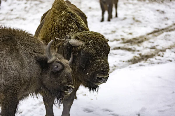 Europeisk bison — Stockfoto