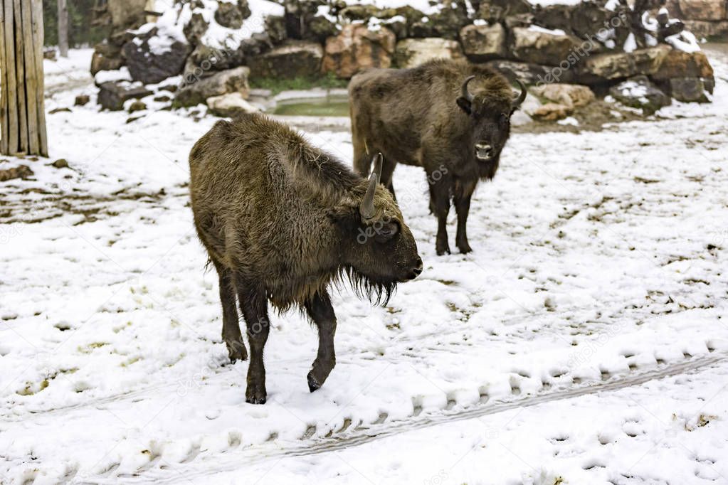 The European bison