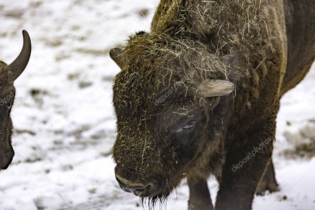 The European bison