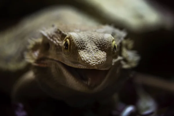 Portret Pogona vitticeps — Zdjęcie stockowe