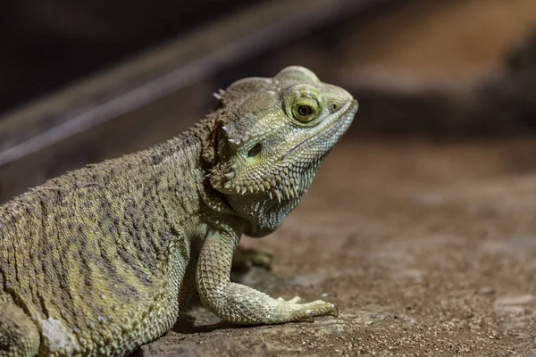 portrait of Central bearded dragon