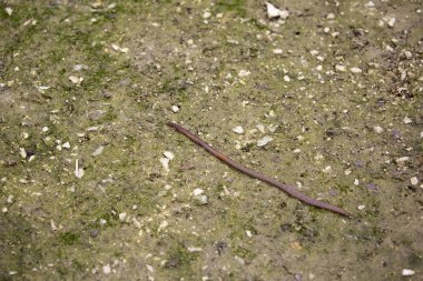 lumbricus terrestris 