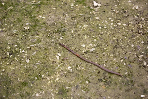 Lumbini parkLumbricus terrestris — Foto de Stock