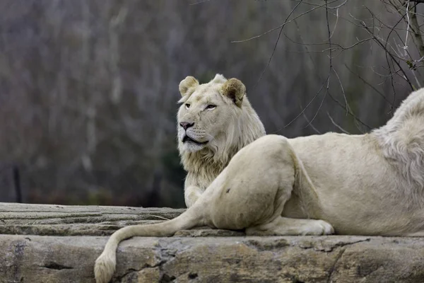 Lion lub panthera leo — Zdjęcie stockowe