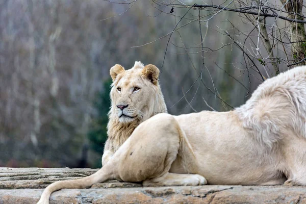 Der Löwe oder Panthera leo — Stockfoto