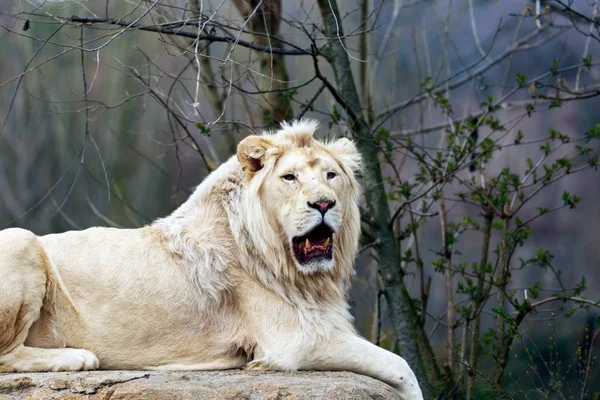 Der Löwe Ist Eine Raubkatze Der Art Panthera Leo — Stockfoto