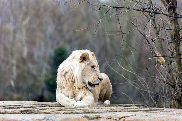 Der Löwe oder Panthera leo — Stockfoto