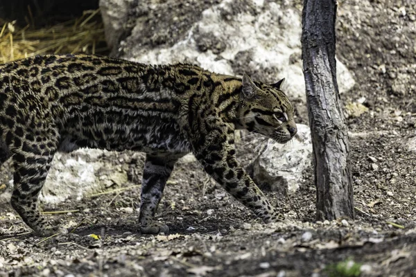 Ocelot, Leopardus pardalis — Stock fotografie