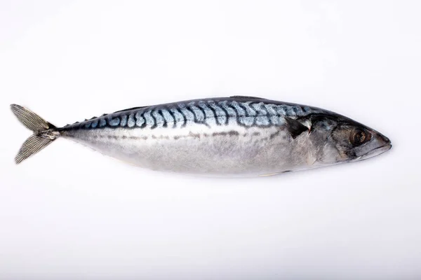 Frischer Makrelenfisch Isoliert Auf Weiß Kopierraum — Stockfoto