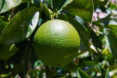 Ağaçtaki yeşil portakallar. Yakın plan. Portakal bahçesi, yazın başlangıcı..