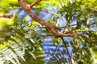Gökyüzü arka planında tropik ağaç dalları. Yaz tatili.