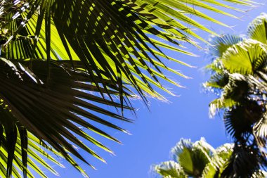 Avuç içi dalları doğanın arka planına yakın..