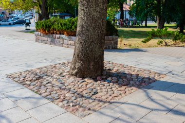 Kaldırımın ortasındaki şehirde yetişen yaşlı bir ağaç..