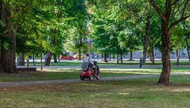 Şehir parkının eski ağaçları. Güneşli yaz günü.