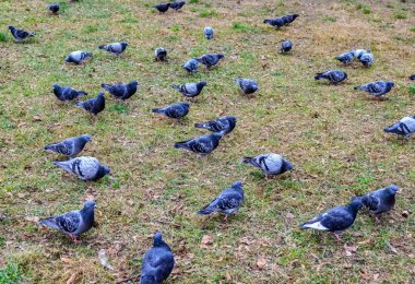 Parktaki bir grup şehir güvercini. Genel plan.