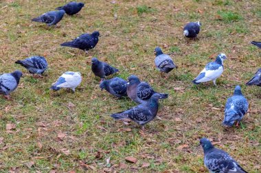 Parktaki bir grup şehir güvercini. Genel plan.