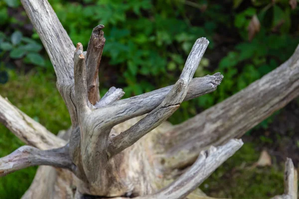 Muñón Madera Lujo Encuentra Hierba Verde —  Fotos de Stock