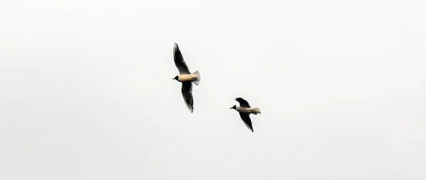 Uccelli Volanti Nel Cielo — Foto Stock