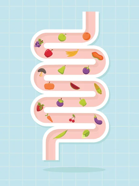 Diseño del vector intestinal, concepto saludable — Vector de stock